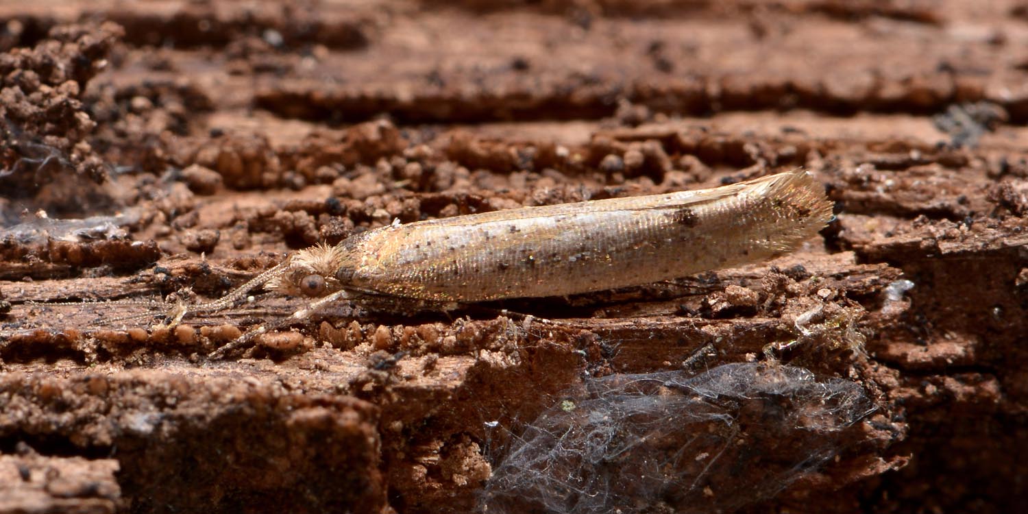 Ypsolophidae? Si, Ypsolopha ustella